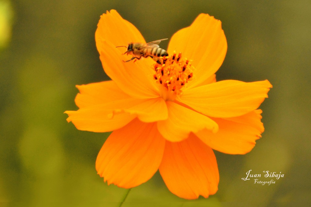 Foto: Saltando - Alajuela, Costa Rica