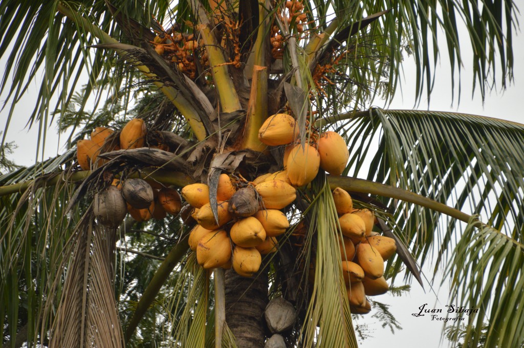 Foto de Alajuela, Costa Rica