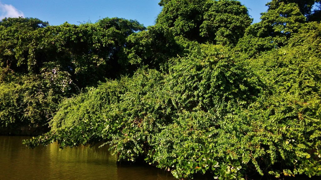 Foto: Parque Nacional Los Haitises - Parque Nacional Los Haitises (Hato Mayor), República Dominicana