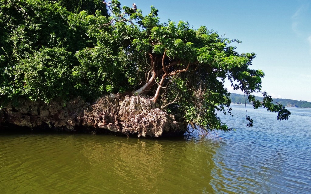 Foto: Parque Nacional Los Haitises - Parque Nacional Los Haitises (Hato Mayor), República Dominicana
