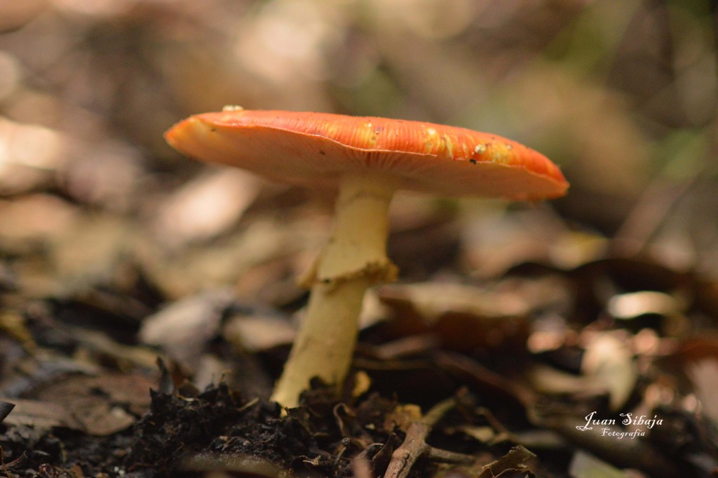 Foto: Hongos - Parque Nacional Prusia (Cartago), Costa Rica