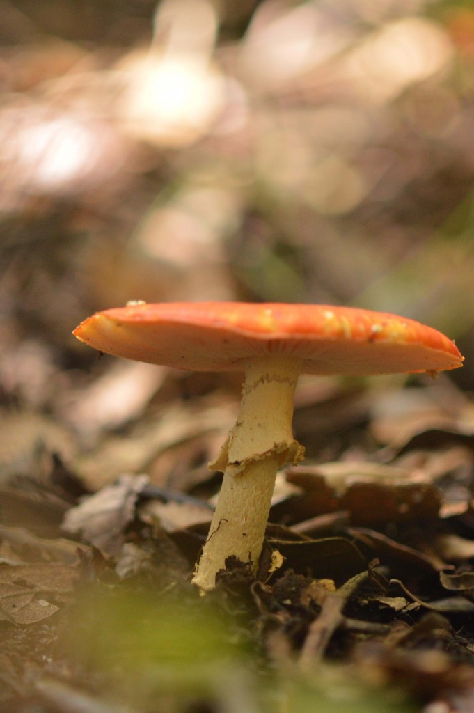 Foto: Hongos - Parque Nacional Prusia (Cartago), Costa Rica