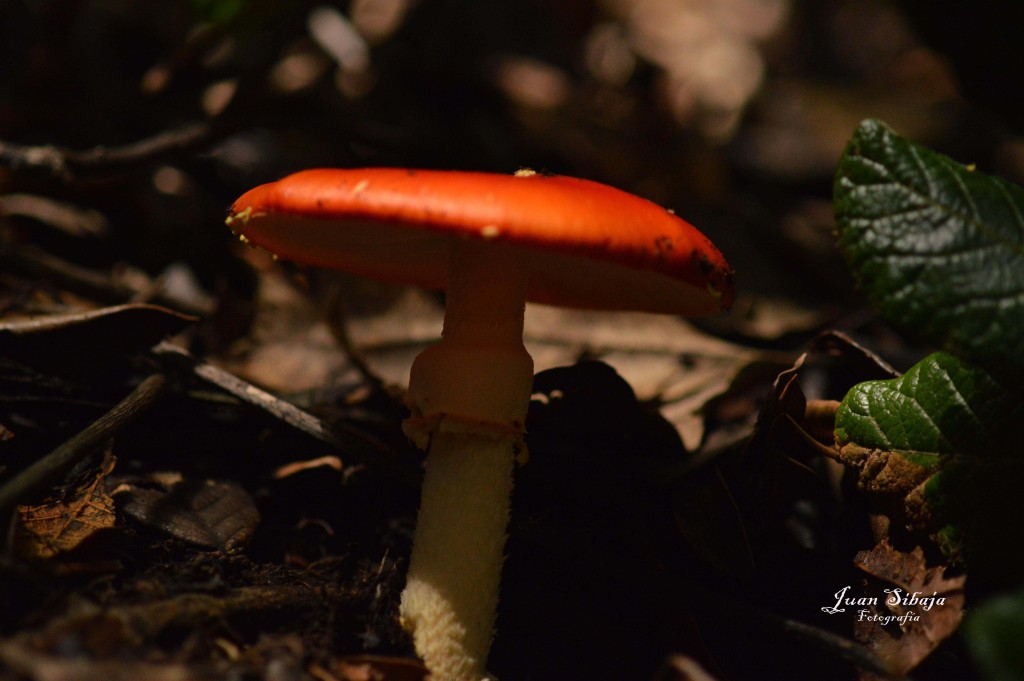 Foto: Hongos - Parque Nacional Prusia (Cartago), Costa Rica