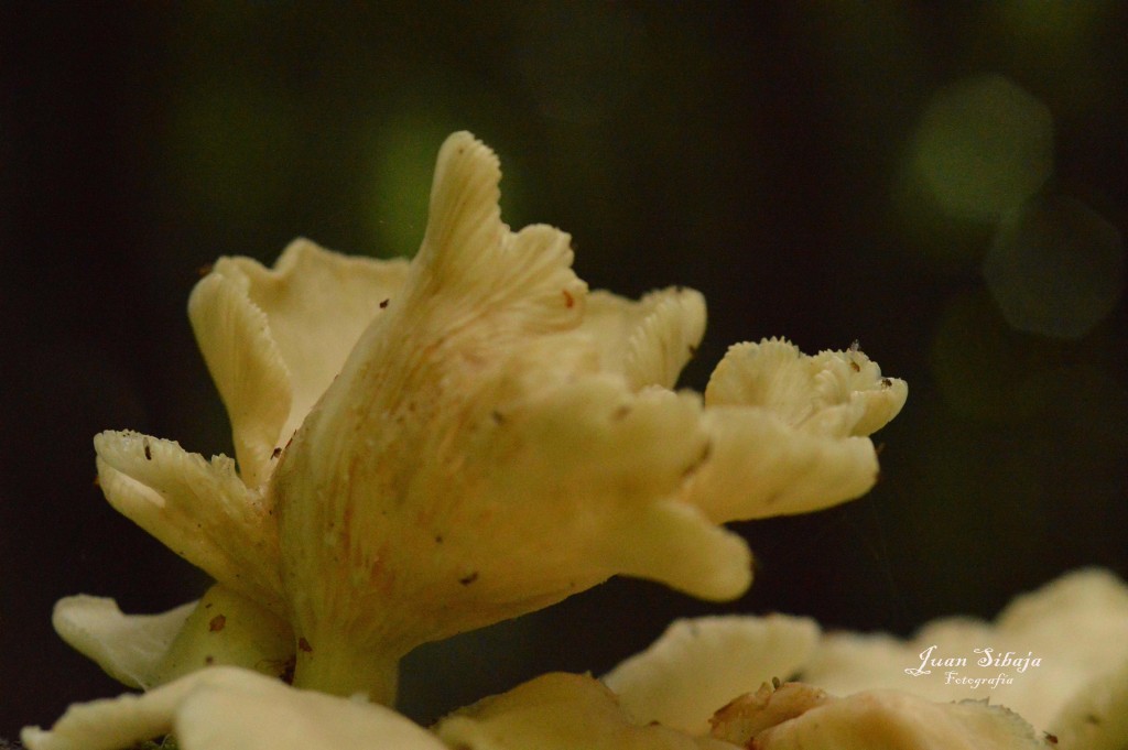 Foto: Hongos - Parque Nacional Prusia (Cartago), Costa Rica