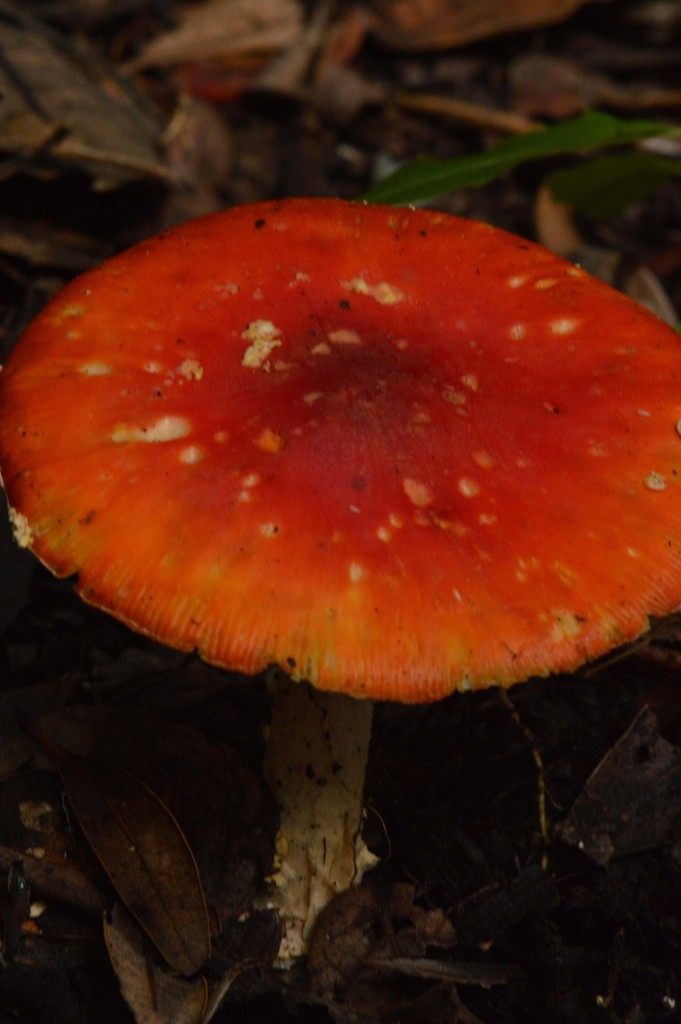 Foto: Hongos - Parque Nacional Prusia (Cartago), Costa Rica