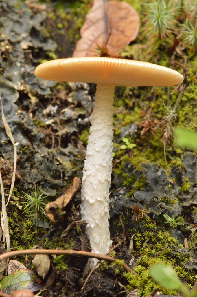 Foto: Hongos - Parque Nacional Prusia (Cartago), Costa Rica
