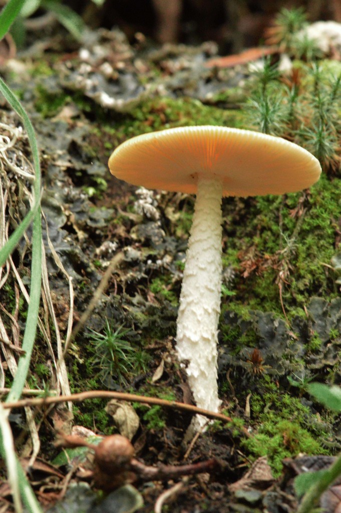 Foto: Hongos - Parque Nacional Prusia (Cartago), Costa Rica