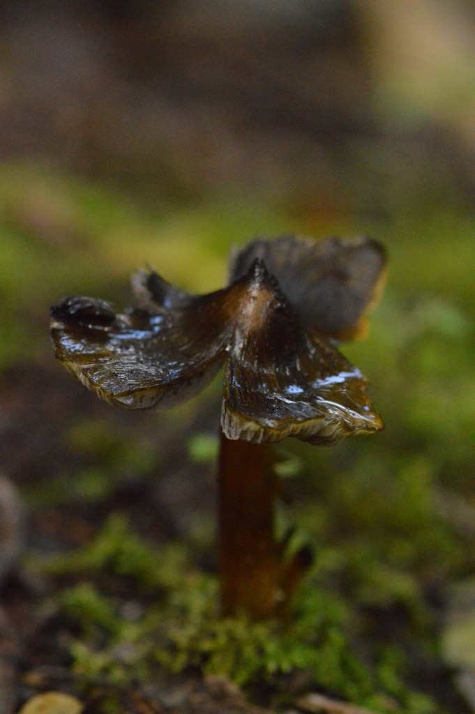 Foto: Hongos - Parque Nacional Prusia (Cartago), Costa Rica