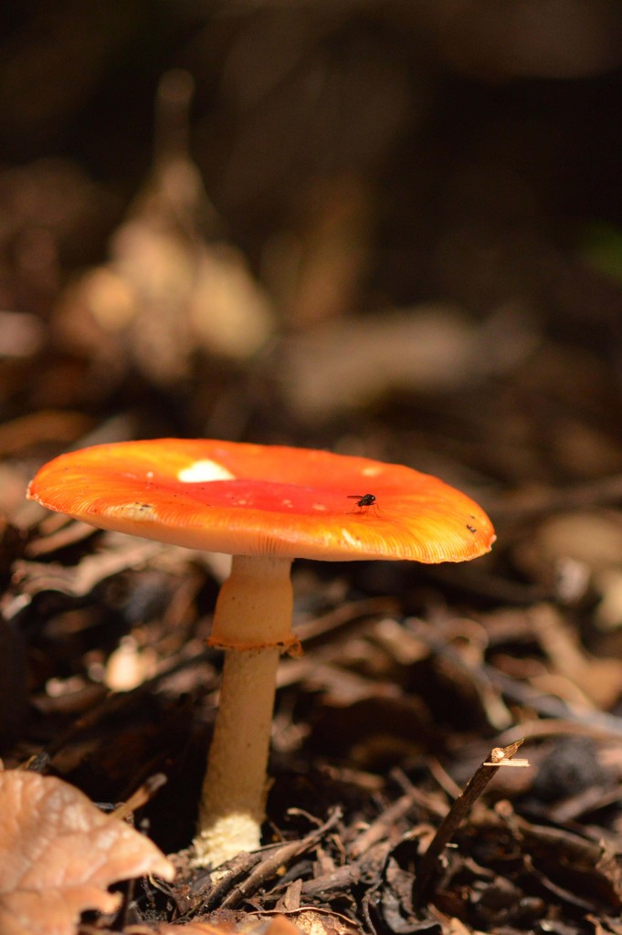 Foto: Hongos - Parque Nacional Prusia (Cartago), Costa Rica