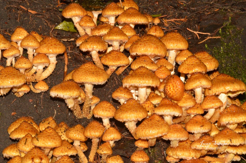 Foto: Hongos - Parque Nacional Prusia (Cartago), Costa Rica