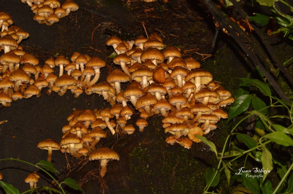 Foto: Hongos - Parque Nacional Prusia (Cartago), Costa Rica