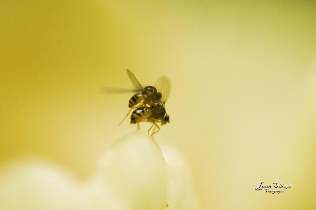 Foto de Parque Nacional Prusia (Cartago), Costa Rica
