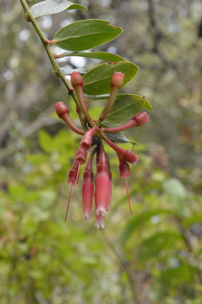 Foto de Parque Nacional Prusia (Cartago), Costa Rica