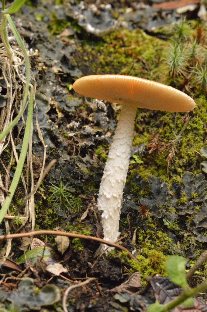 Foto: Hongos - Parque Nacional Prusia (Cartago), Costa Rica