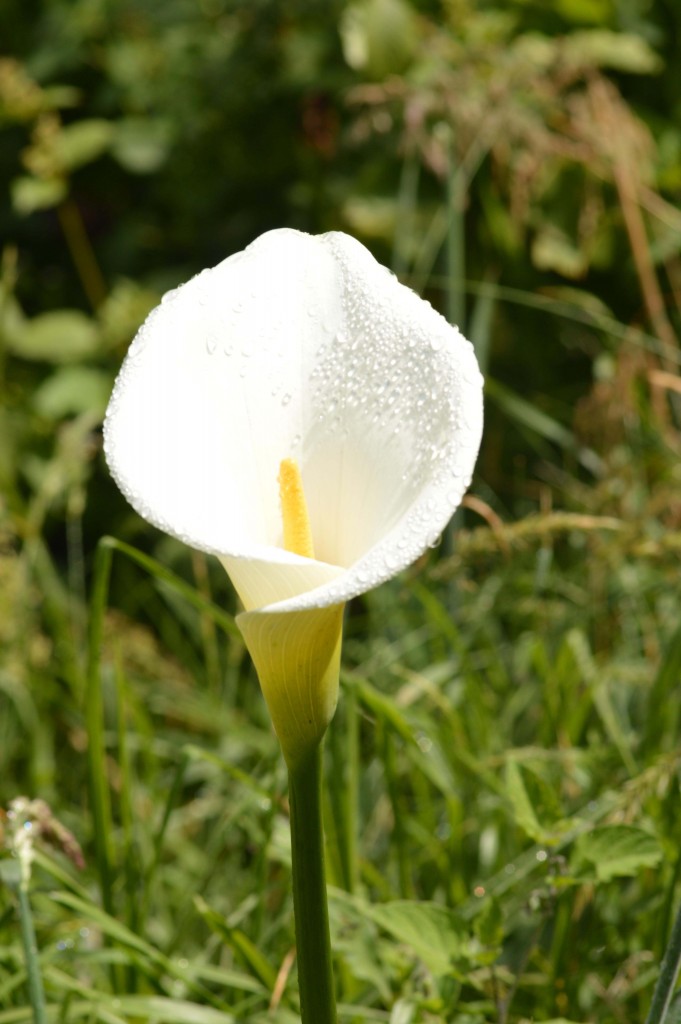 Foto de Parque Nacional Prusia (Cartago), Costa Rica