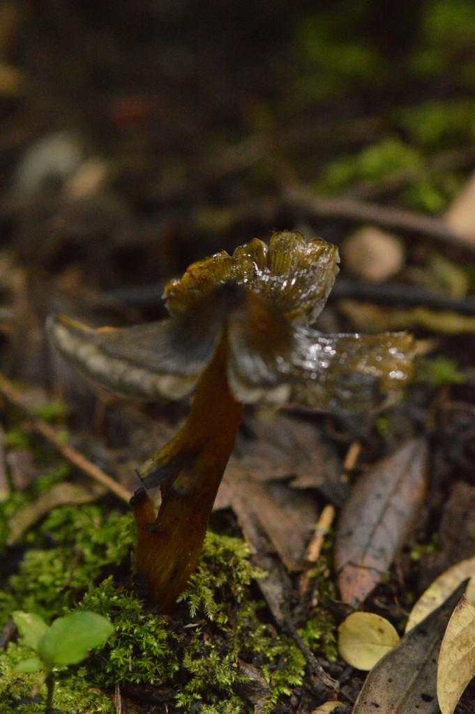 Foto: Hongos - Parque Nacional Prusia (Cartago), Costa Rica