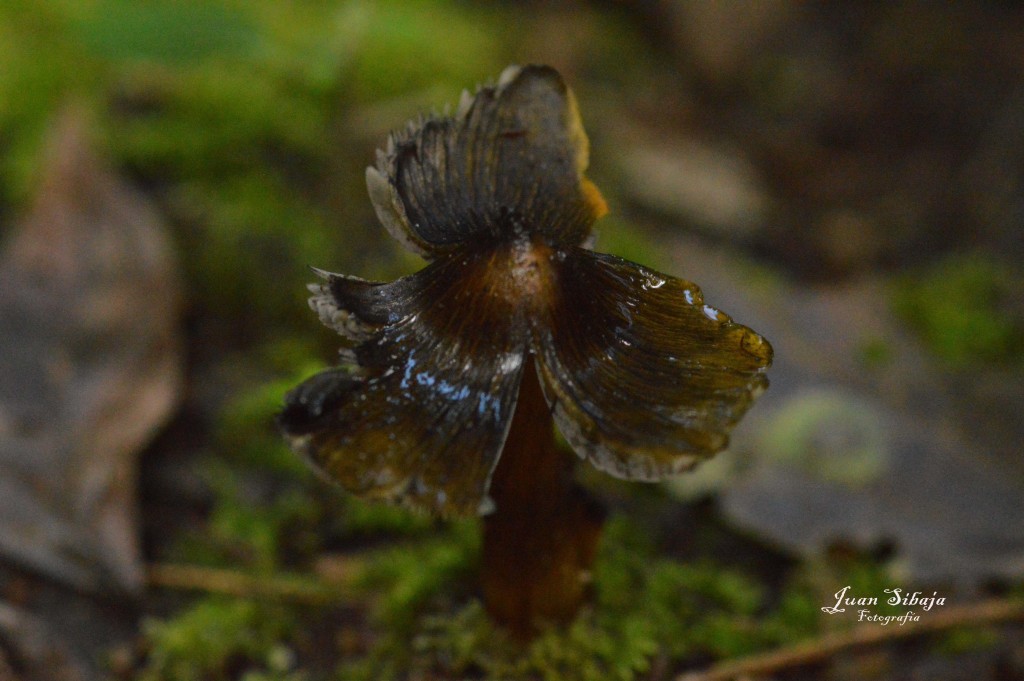 Foto: Hongos - Parque Nacional Prusia (Cartago), Costa Rica