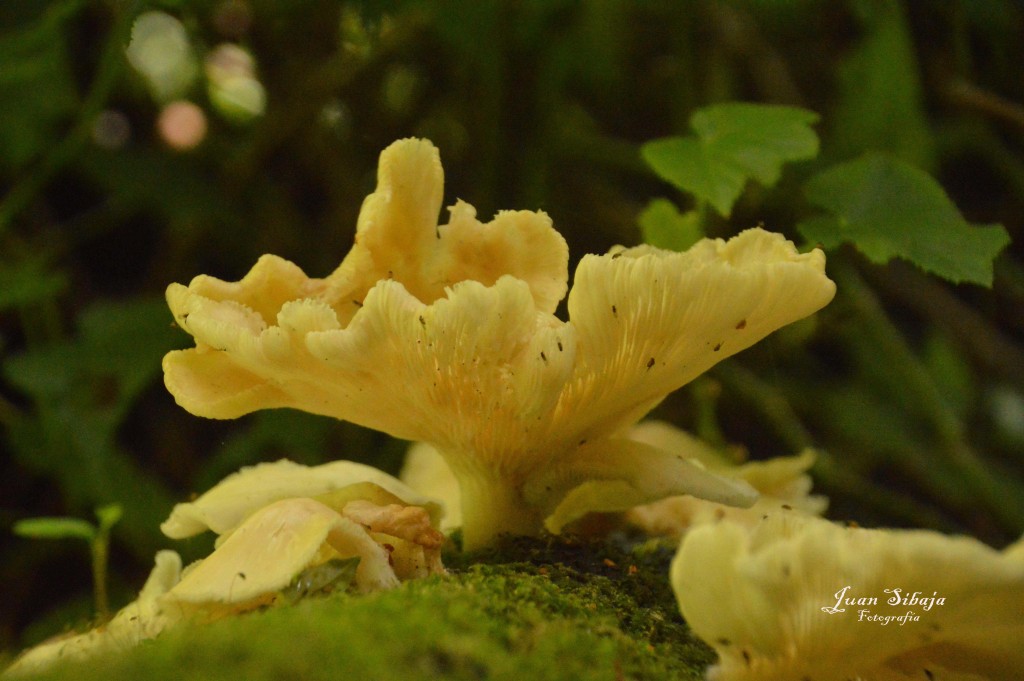 Foto: Hongos - Parque Nacional Prusia (Cartago), Costa Rica