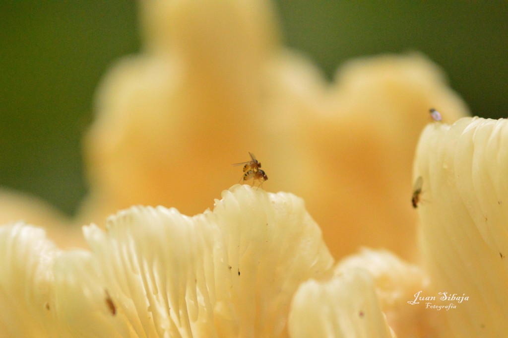 Foto: Hongos - Parque Nacional Prusia (Cartago), Costa Rica
