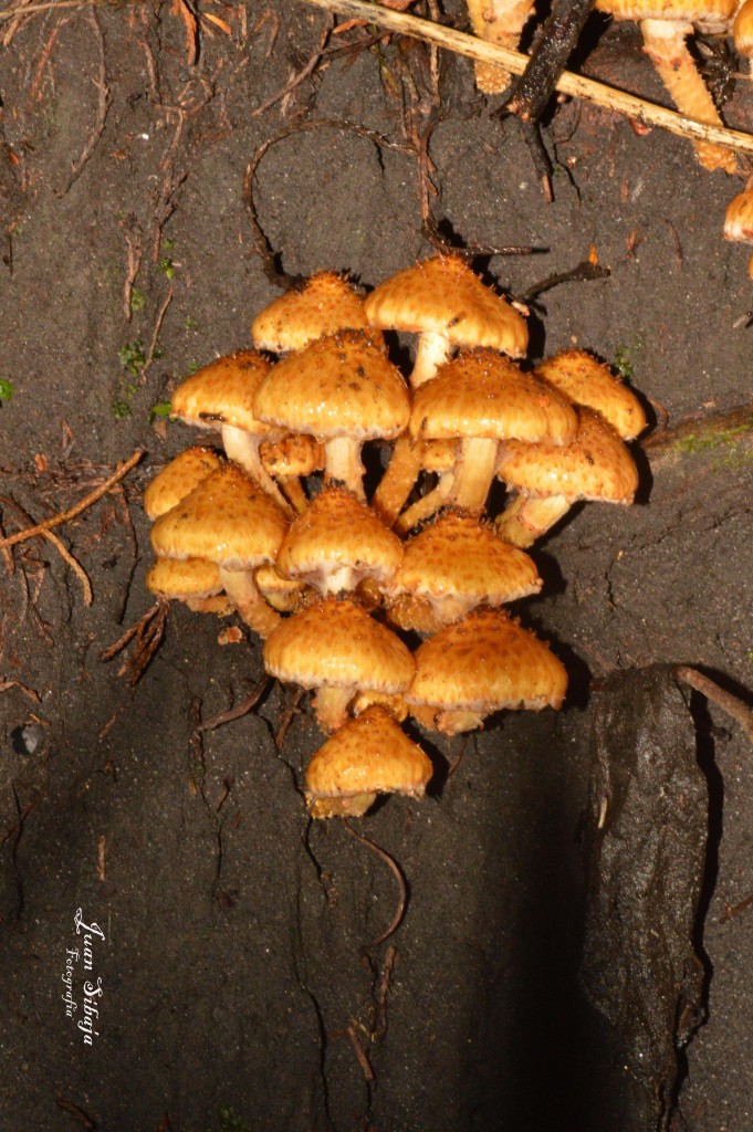 Foto de Parque Nacional Prusia (Cartago), Costa Rica