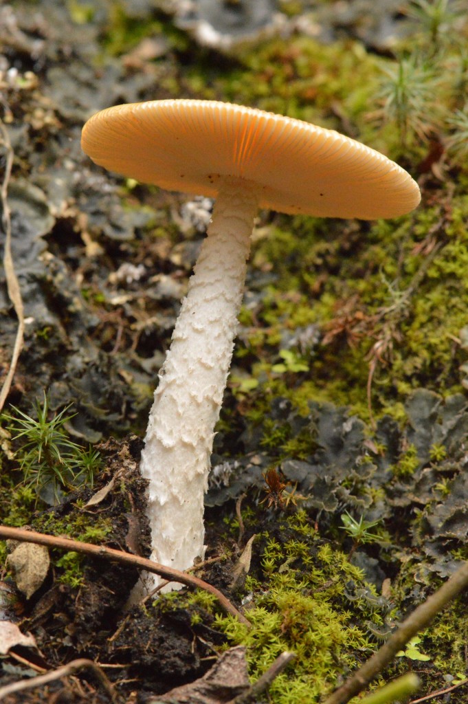Foto: Hongos - Parque Nacional Prusia (Cartago), Costa Rica