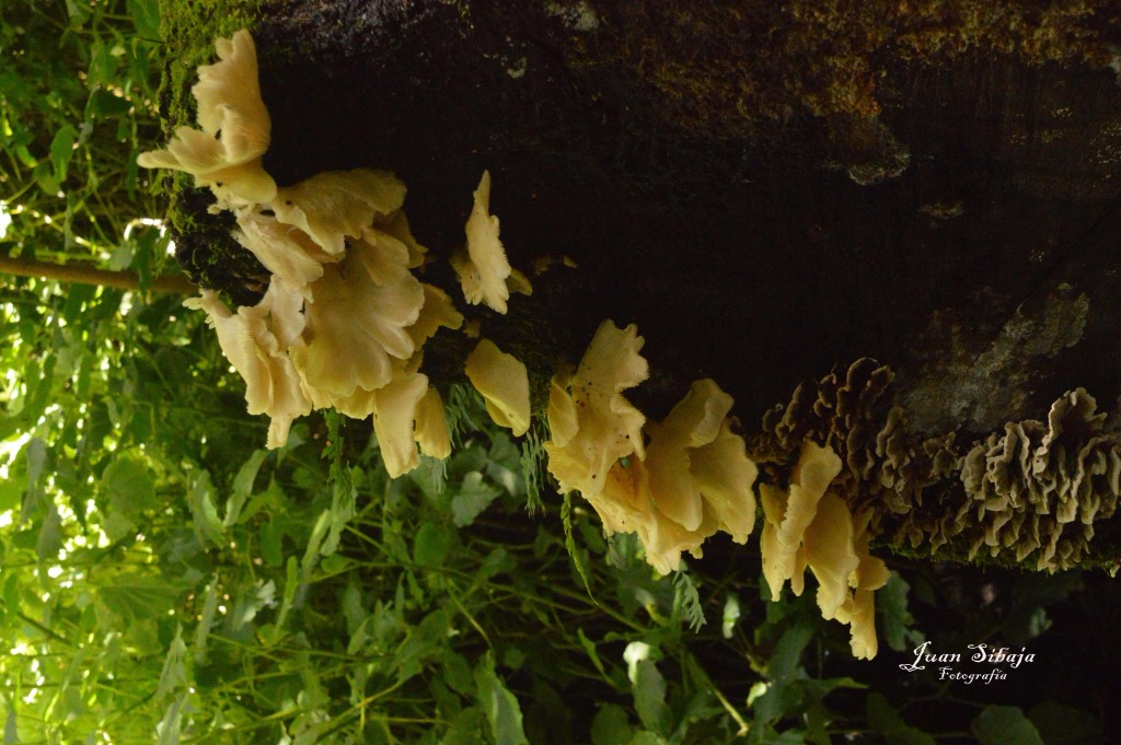 Foto: Hongos - Parque Nacional Prusia (Cartago), Costa Rica