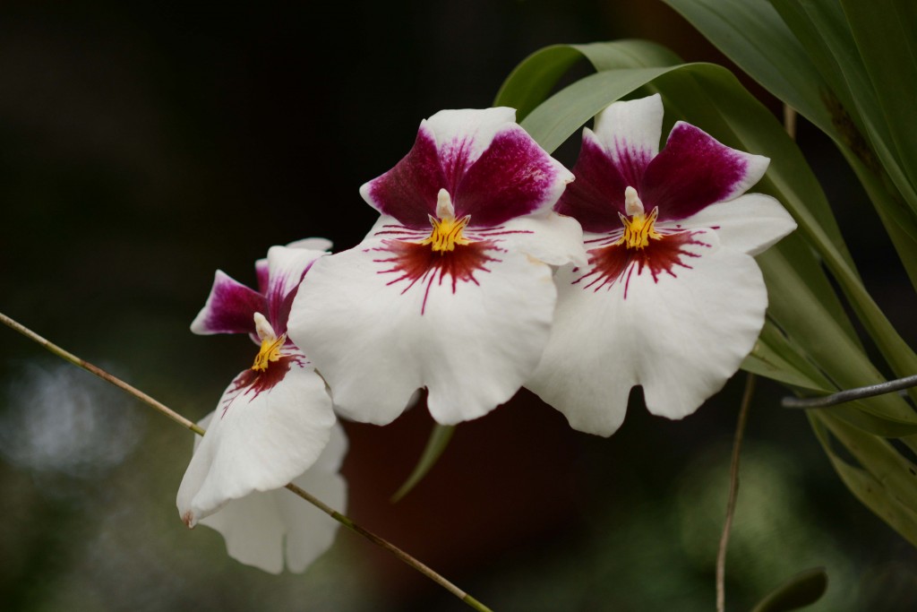 Foto: Orquidea - Jardin Botanico Lankester (Cartago), Costa Rica