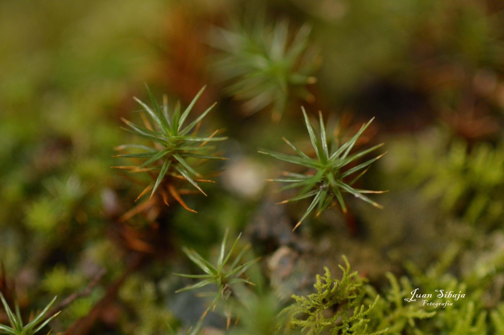 Foto de Parque Nacional Prusia (Cartago), Costa Rica