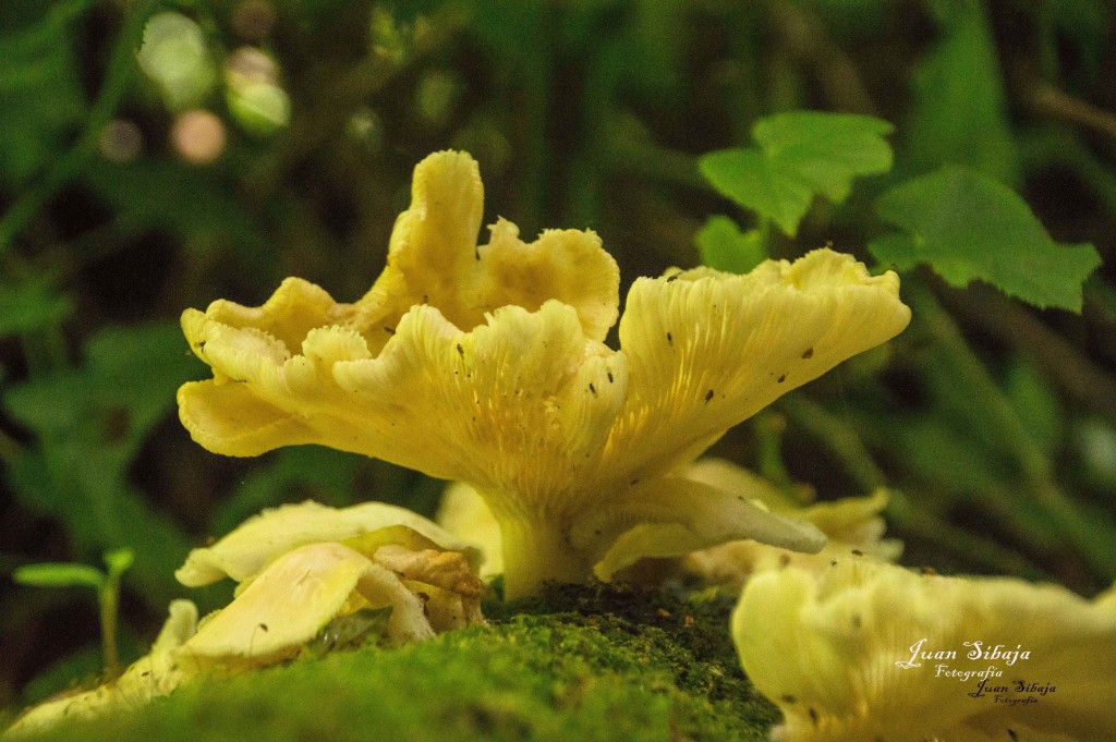 Foto: Hongos - Parque Nacional Prusia (Cartago), Costa Rica