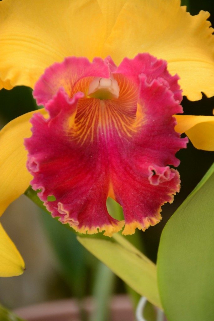 Foto: Orquideas - Parque Nacional Prusia (Cartago), Costa Rica