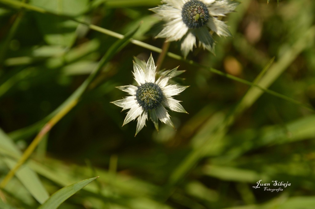 Foto de Parque Nacional Prusia (Cartago), Costa Rica