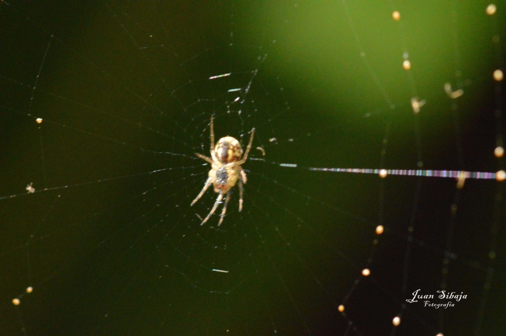 Foto de Parque Nacional Prusia (Cartago), Costa Rica