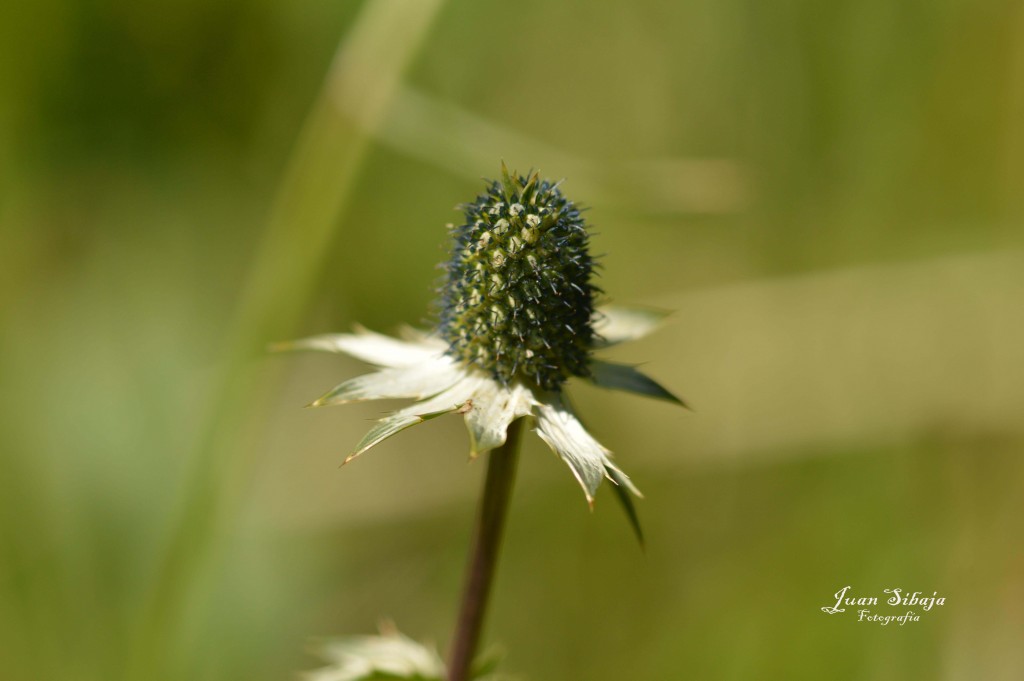 Foto de Parque Nacional Prusia (Cartago), Costa Rica