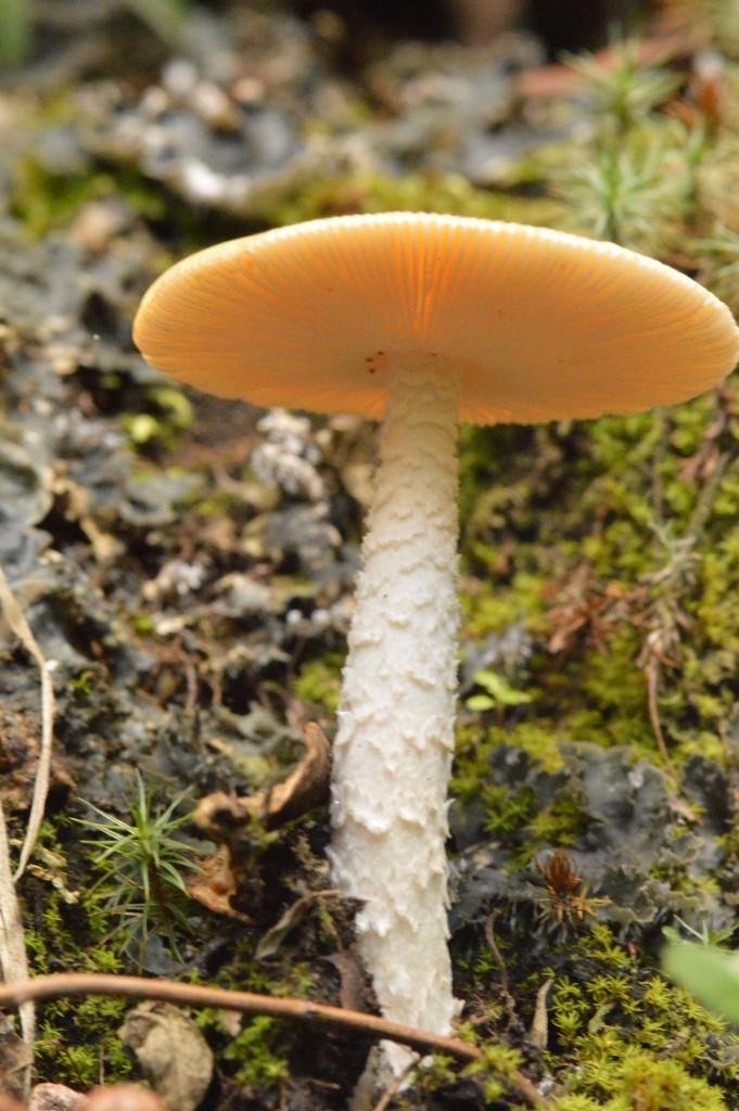 Foto: Hongos - Parque Nacional Prusia (Cartago), Costa Rica
