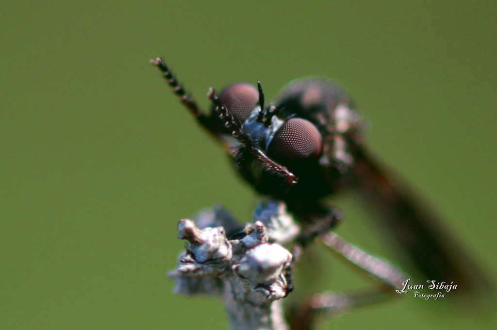 Foto de Parque Nacional Prusia (Cartago), Costa Rica