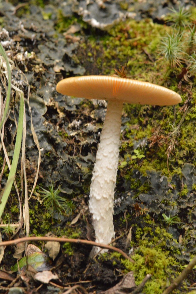 Foto: Hongos - Parque Nacional Prusia (Cartago), Costa Rica