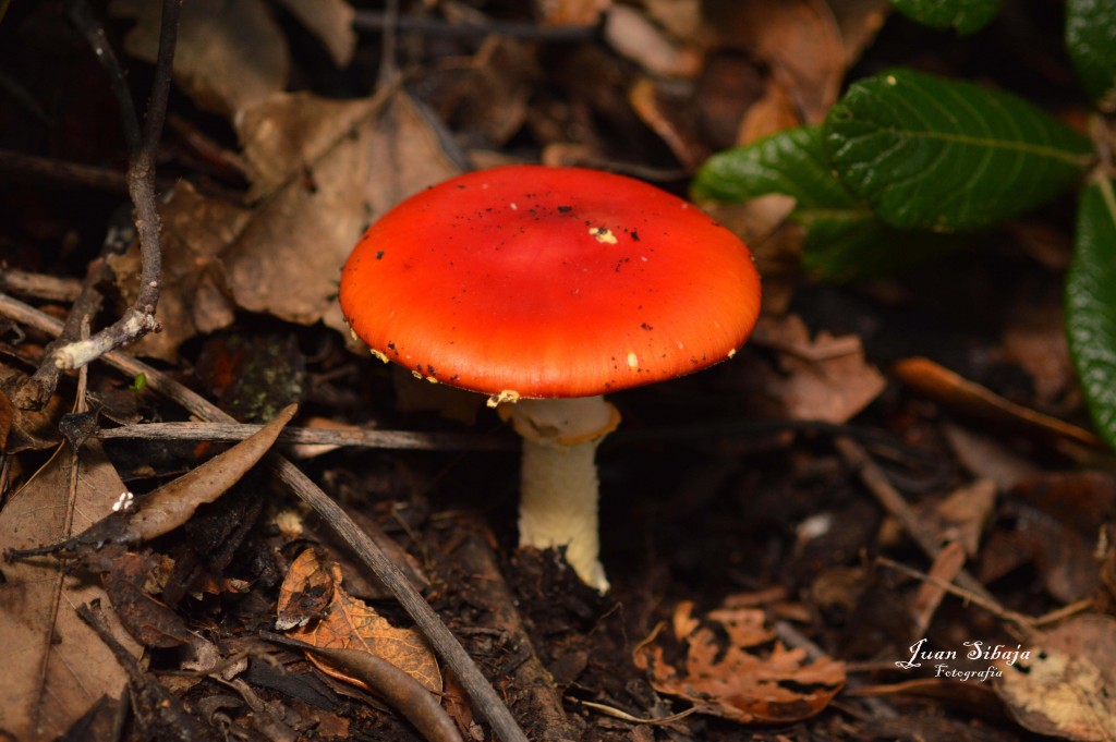 Foto: Hongos - Parque Nacional Prusia (Cartago), Costa Rica