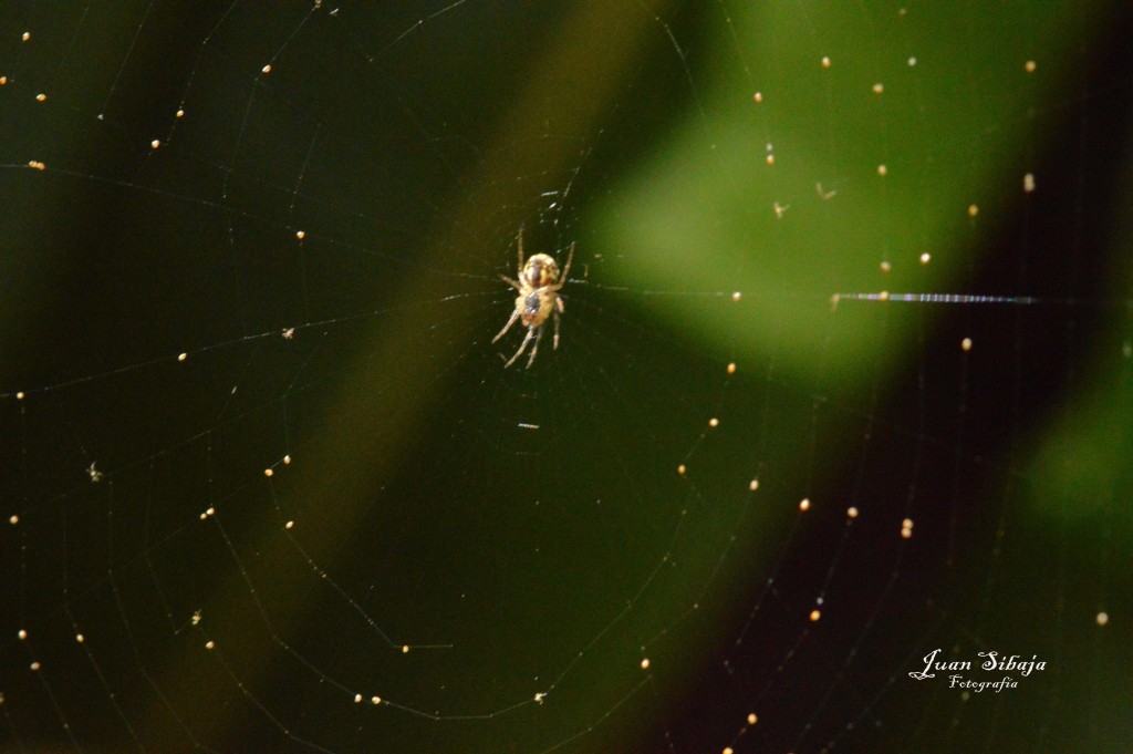 Foto de Parque Nacional Prusia (Cartago), Costa Rica