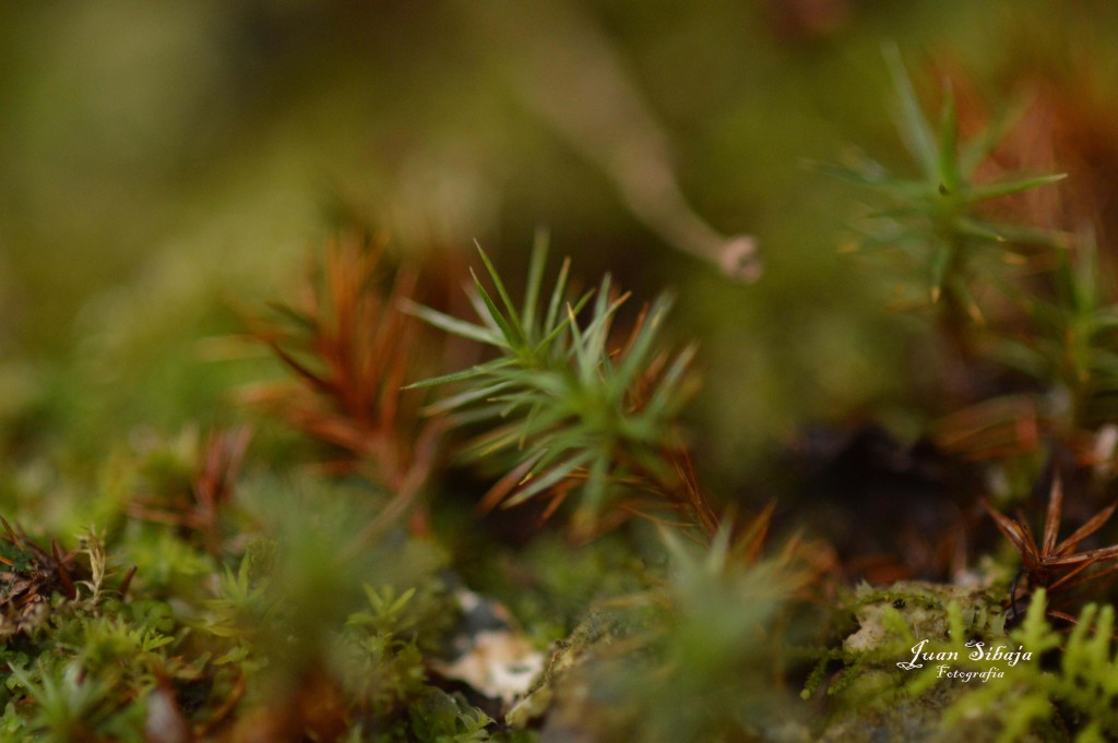 Foto de Parque Nacional Prusia (Cartago), Costa Rica