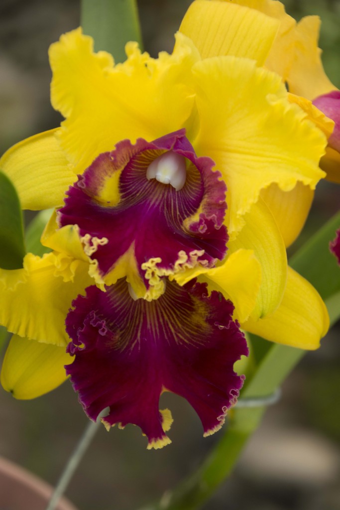 Foto: Orquideas - Parque Nacional Prusia (Cartago), Costa Rica