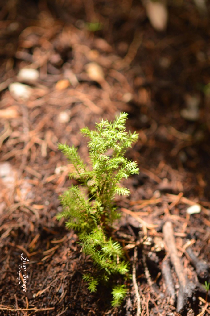 Foto de Parque Nacional Prusia (Cartago), Costa Rica