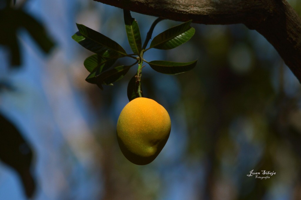 Foto: Mango - Guanacaste, Costa Rica