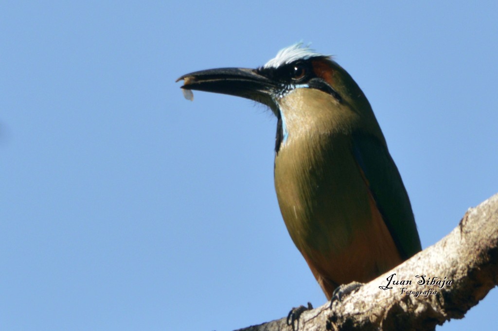 Foto de Guanacaste, Costa Rica