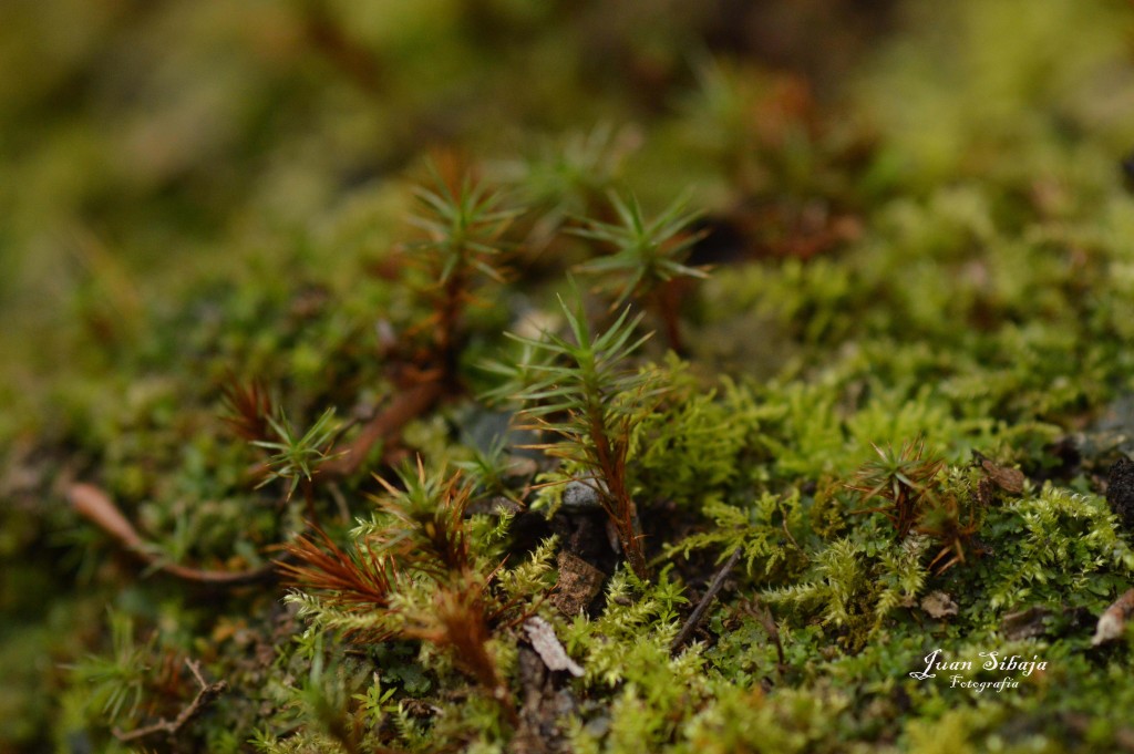 Foto de Parque Nacional Prusia (Cartago), Costa Rica