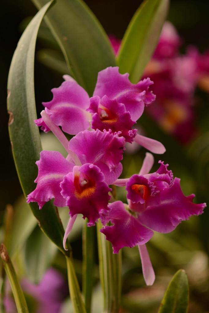 Foto: Orquidea - Jardin Botanico Lankester (Cartago), Costa Rica