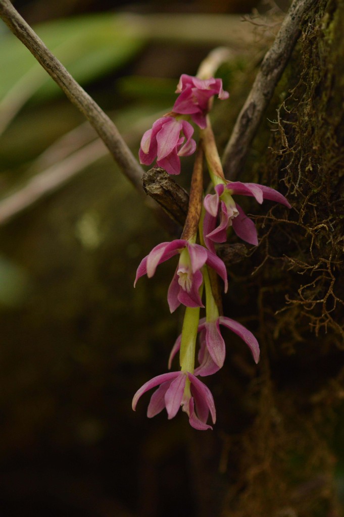 Foto de Parque Nacional Prusia (Cartago), Costa Rica