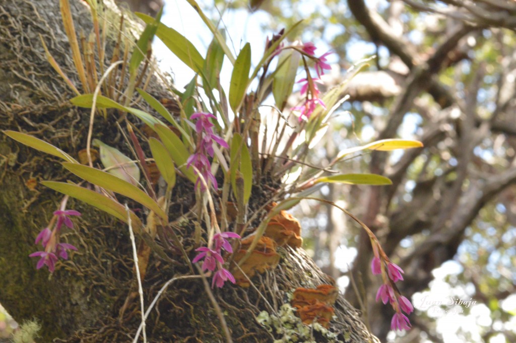 Foto de Parque Nacional Prusia (Cartago), Costa Rica