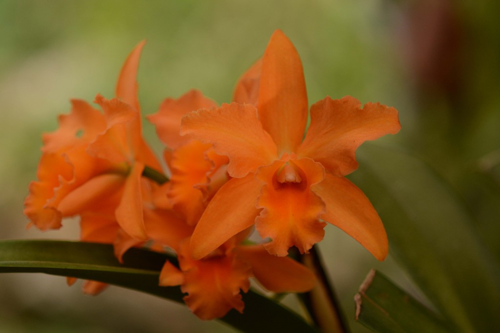 Foto: orquidea - Jardin Botanico Lankester (Cartago), Costa Rica