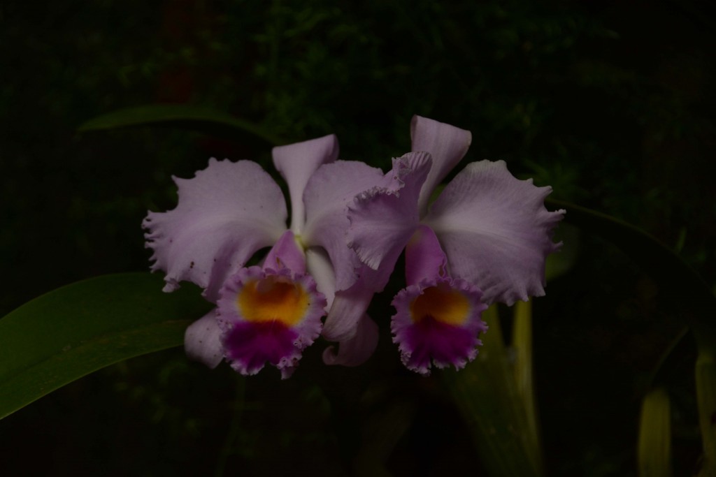 Foto: Orquideas - Parque Nacional Prusia (Cartago), Costa Rica
