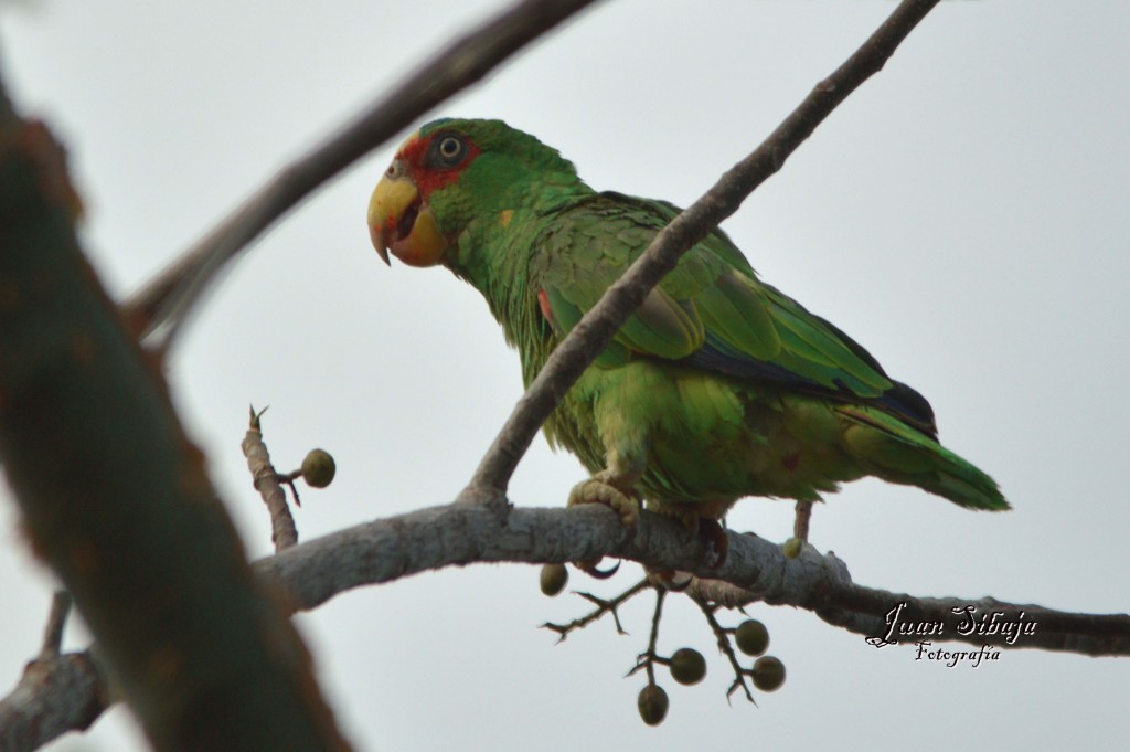 Foto: Perico - Guanacaste, Costa Rica